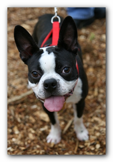North Alabama Boston Terrier Meetup - Green Mountain Nature Trail