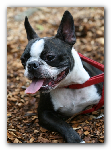North Alabama Boston Terrier Meetup - Green Mountain Nature Trail