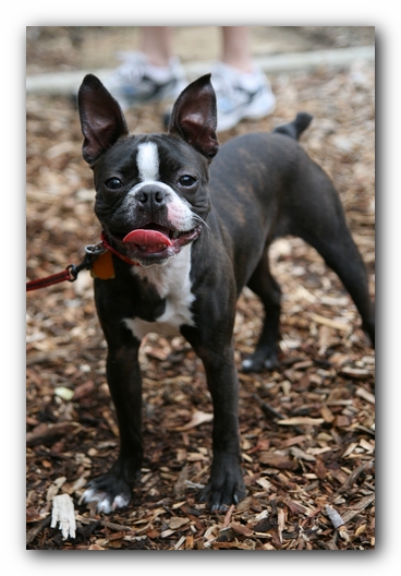 North Alabama Boston Terrier Meetup - Green Mountain Nature Trail