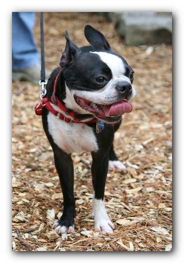 North Alabama Boston Terrier Meetup - Green Mountain Nature Trail