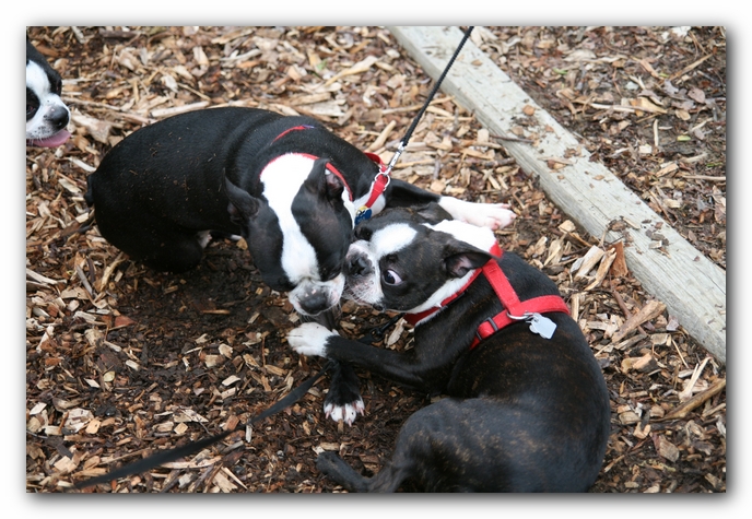 North Alabama Boston Terrier Meetup - Green Mountain Nature Trail