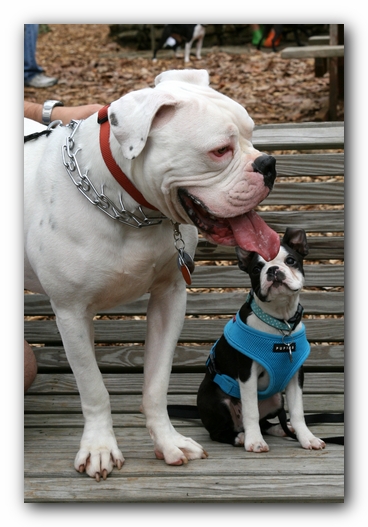 North Alabama Boston Terrier Meetup - Green Mountain Nature Trail