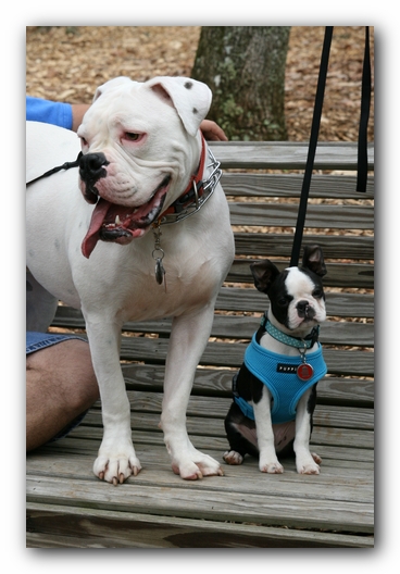 North Alabama Boston Terrier Meetup - Green Mountain Nature Trail