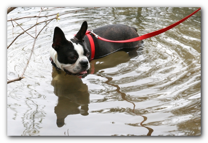 North Alabama Boston Terrier Meetup - Green Mountain Nature Trail