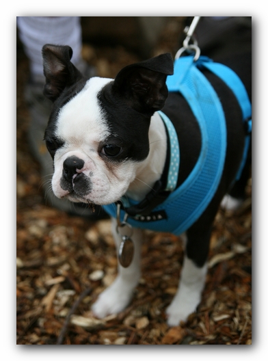 North Alabama Boston Terrier Meetup - Green Mountain Nature Trail
