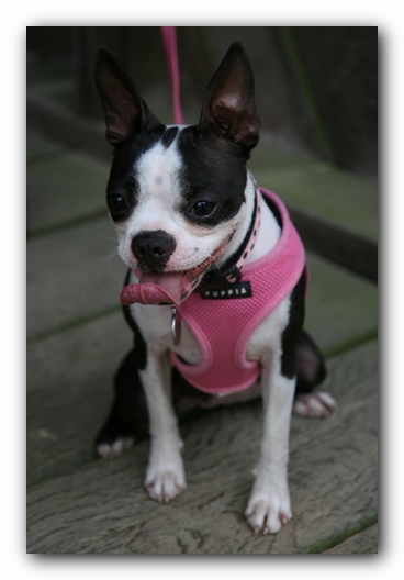 North Alabama Boston Terrier Meetup - Green Mountain Nature Trail