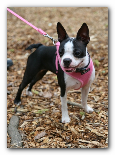 North Alabama Boston Terrier Meetup - Green Mountain Nature Trail