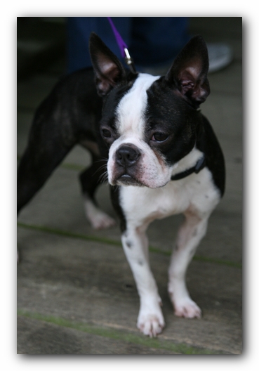 North Alabama Boston Terrier Meetup - Green Mountain Nature Trail
