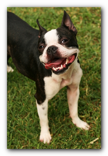 Kacey the Boston Terrier Puppy's 2nd Birthday Party!