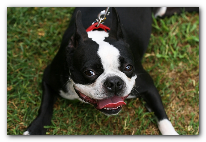 Kacey the Boston Terrier Puppy's 2nd Birthday Party!