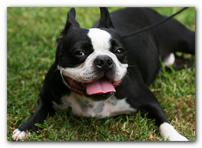 Kacey the Boston Terrier Puppy's 2nd Birthday Party!