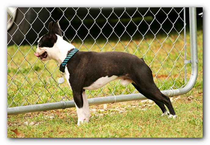 Kacey the Boston Terrier Puppy's 2nd Birthday Party!