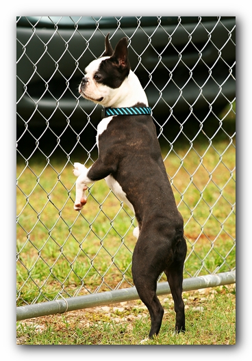 Kacey the Boston Terrier Puppy's 2nd Birthday Party!