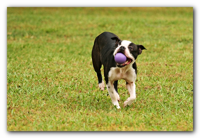 Kacey the Boston Terrier Puppy's 2nd Birthday Party!