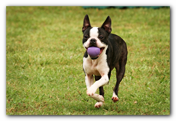 Kacey the Boston Terrier Puppy's 2nd Birthday Party!