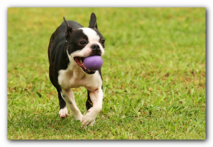 Kacey the Boston Terrier Puppy's 2nd Birthday Party!