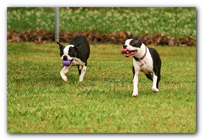 Kacey the Boston Terrier Puppy's 2nd Birthday Party!