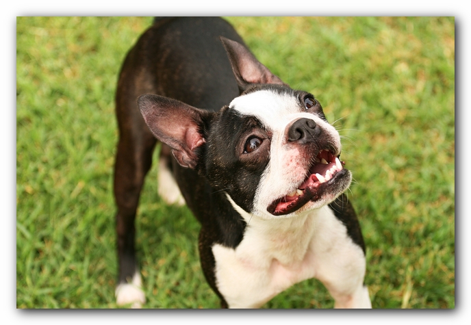 Kacey the Boston Terrier Puppy's 2nd Birthday Party!