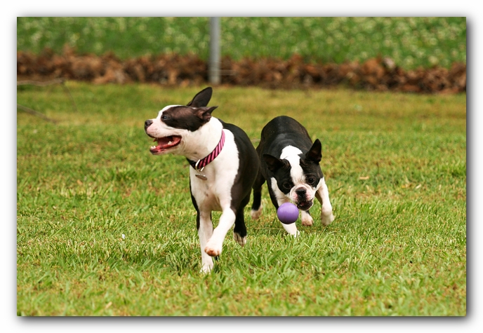 Kacey the Boston Terrier Puppy's 2nd Birthday Party!