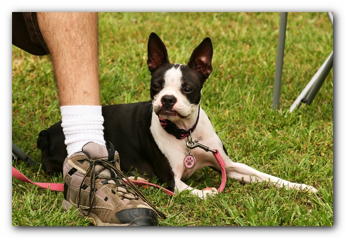 Kacey the Boston Terrier Puppy's 2nd Birthday Party!