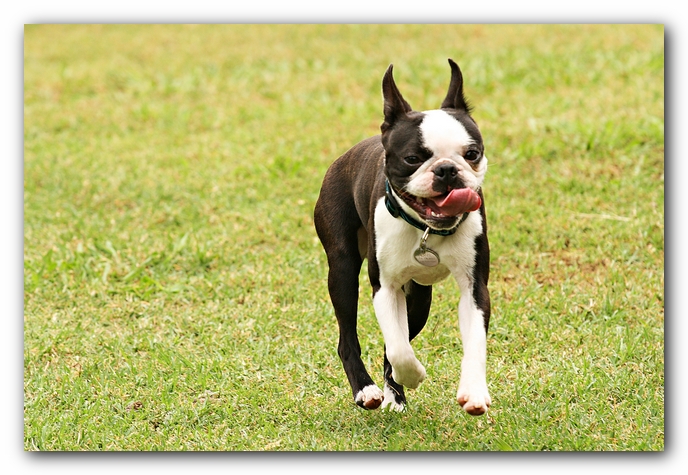 Kacey the Boston Terrier Puppy's 2nd Birthday Party!