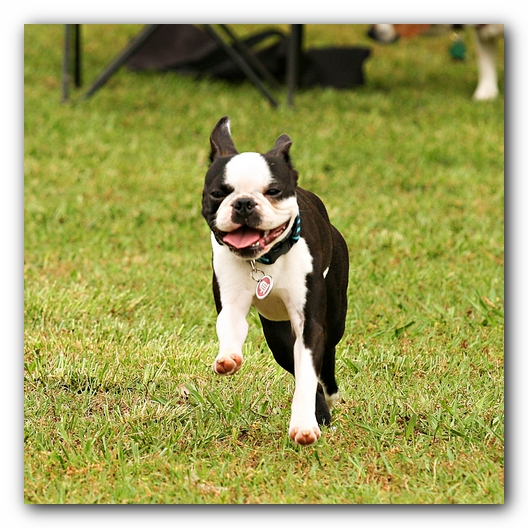 Kacey the Boston Terrier Puppy's 2nd Birthday Party!