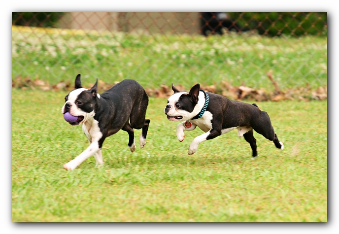 Kacey the Boston Terrier Puppy's 2nd Birthday Party!