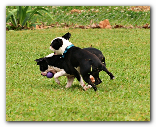 Kacey the Boston Terrier Puppy's 2nd Birthday Party!