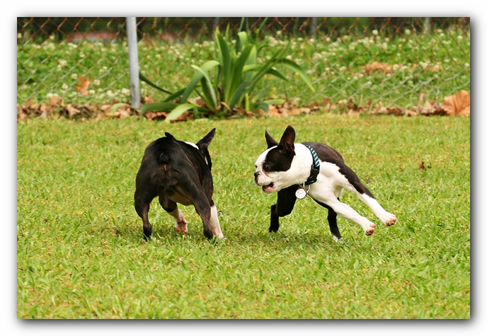 Kacey the Boston Terrier Puppy's 2nd Birthday Party!
