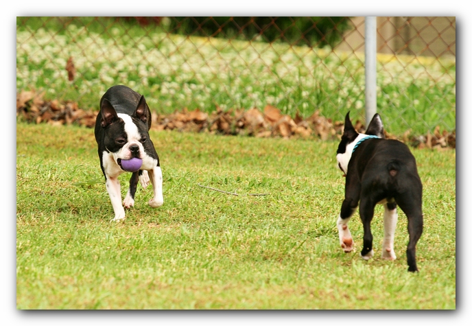 Kacey the Boston Terrier Puppy's 2nd Birthday Party!