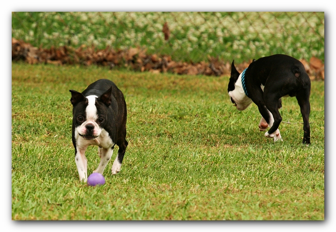 Kacey the Boston Terrier Puppy's 2nd Birthday Party!