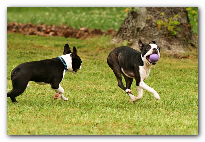 Kacey the Boston Terrier Puppy's 2nd Birthday Party!