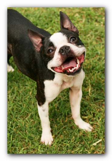 Kacey the Boston Terrier Puppy's 2nd Birthday Party!