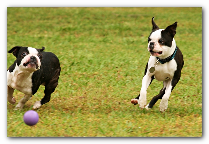 Kacey the Boston Terrier Puppy's 2nd Birthday Party!