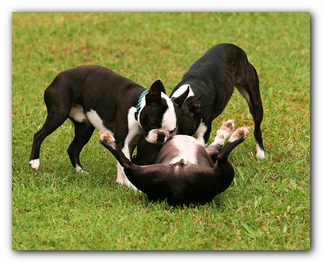 Kacey the Boston Terrier Puppy's 2nd Birthday Party!