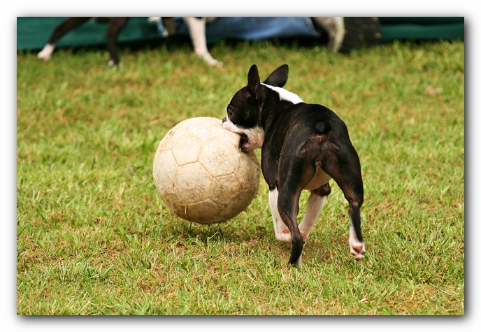 Kacey the Boston Terrier Puppy's 2nd Birthday Party!