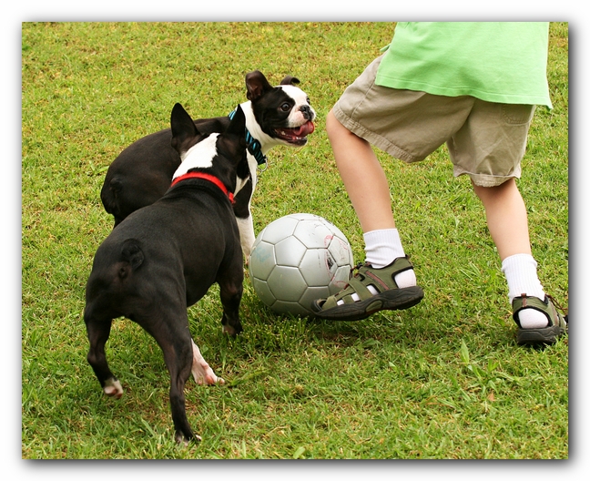 Kacey the Boston Terrier Puppy's 2nd Birthday Party!