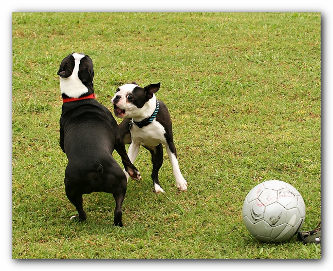 Kacey the Boston Terrier Puppy's 2nd Birthday Party!