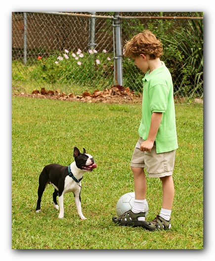 Kacey the Boston Terrier Puppy's 2nd Birthday Party!