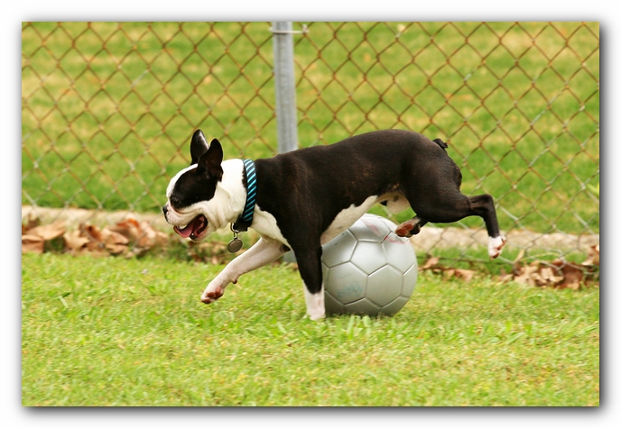 Kacey the Boston Terrier Puppy's 2nd Birthday Party!