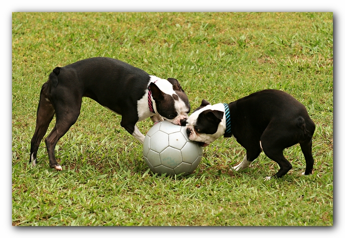 Kacey the Boston Terrier Puppy's 2nd Birthday Party!