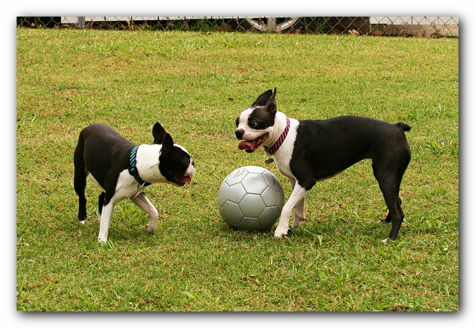 Kacey the Boston Terrier Puppy's 2nd Birthday Party!