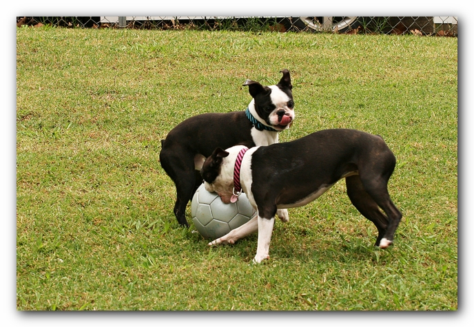 Kacey the Boston Terrier Puppy's 2nd Birthday Party!