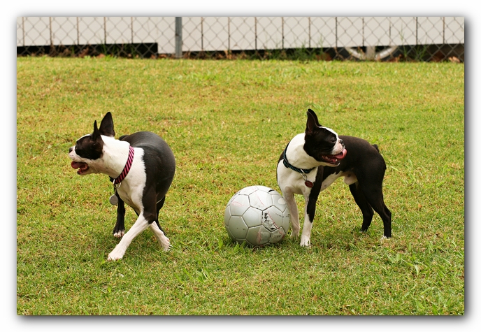 Kacey the Boston Terrier Puppy's 2nd Birthday Party!