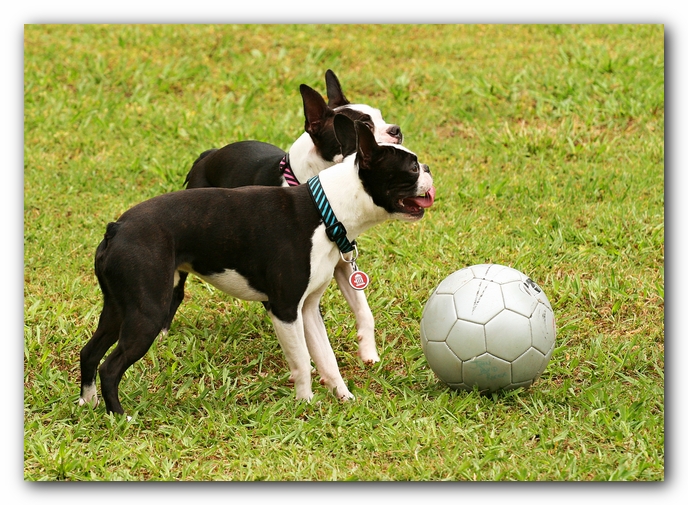 Kacey the Boston Terrier Puppy's 2nd Birthday Party!