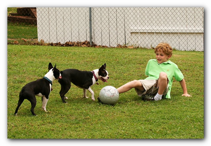 Kacey the Boston Terrier Puppy's 2nd Birthday Party!