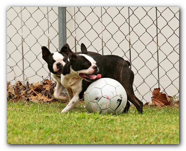 Kacey the Boston Terrier Puppy's 2nd Birthday Party!