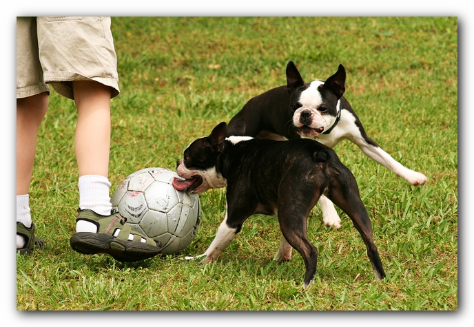 Kacey the Boston Terrier Puppy's 2nd Birthday Party!