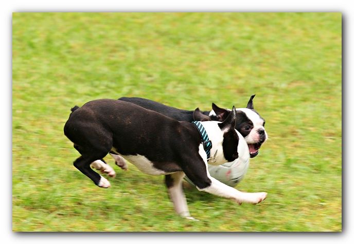 Kacey the Boston Terrier Puppy's 2nd Birthday Party!