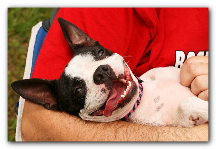 Kacey the Boston Terrier Puppy's 2nd Birthday Party!